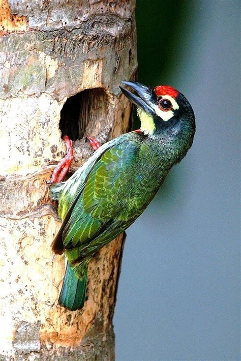 Common Garden Birds Of India Common Garden Birds Common Birds Bird