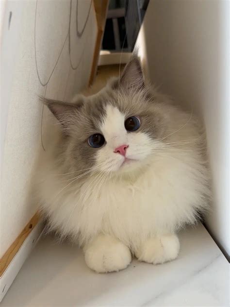Cat Wallpaper Cat Cats Aesthetic Cat Tattoos Artofit