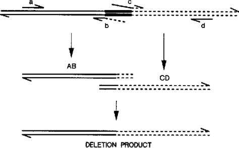 PDF Site Directed Mutagenesis By Overlap Extension Using The