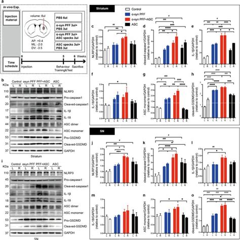 Asc Specks Augmented Nlrp3 Inflammasome Activation In Human A53t Mutant