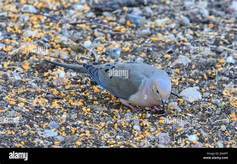 Morning Dove Zenaida Macroura On The Ground Stock Photo Alamy