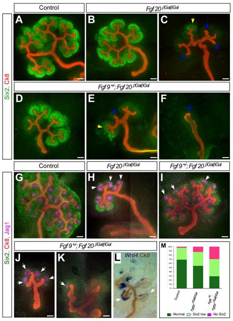 fgf  fgf maintain  stemness  nephron progenitors  mice