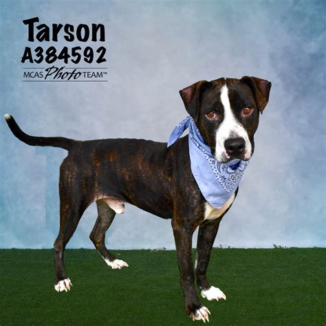 animal shelter in conroe 3