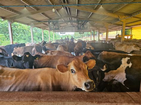 Bem estar animal potencializa a produção de leite O Presente Rural