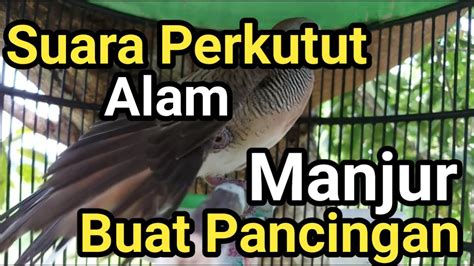 Suara Perkutut Alam Ini Perkutut Lokal Gacor Suara Besar Langsung