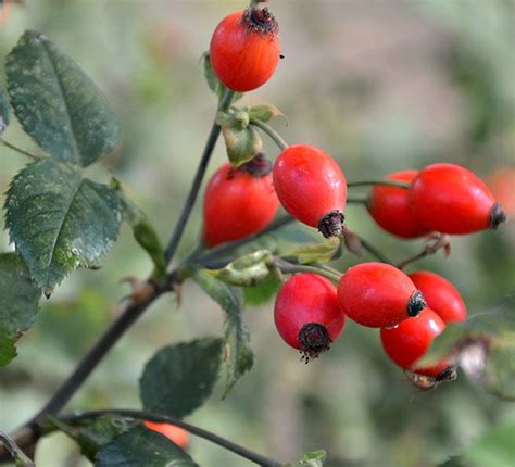 How to Harvest Rose Hips for Delicious and Healthful Rose Hip Tea ...