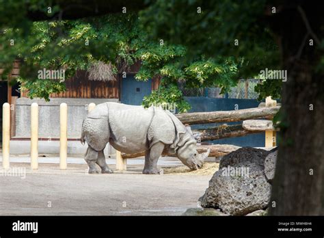 Gran Rinoceronte Indio Comiendo Paja En Zoo Fotografía De Stock Alamy