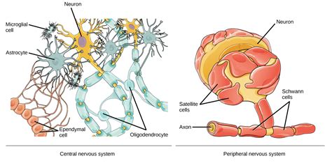 Parts Of Neuron Labeled Draw A Labelled Diagram Of A Neuron Illustration Dirk17