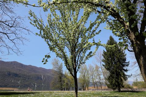 santé À cause des pollens de bouleau et de frêne le risque