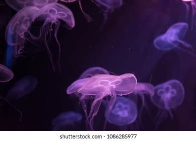 Moon Jellyfish Aurelia Aurita Red Translucent Stock Photo