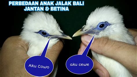 Cara Membedakan Anakan Burung Jalak Bali Jantan Dan Betina Perbedaan