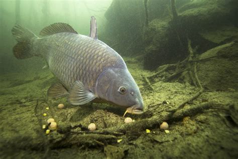 Karpfen angeln (Cyprinus Carpio) - Alle Infos zum Fisch