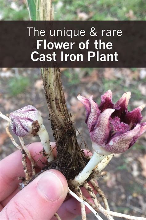 The Unique And Rare Flowers Of The Cast Iron Plant Cast Iron Plant