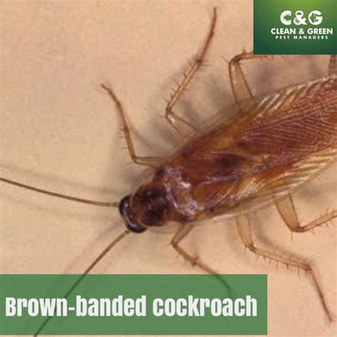 Brown Banded Cockroach · Clean And Green Pest Control Northern Beaches