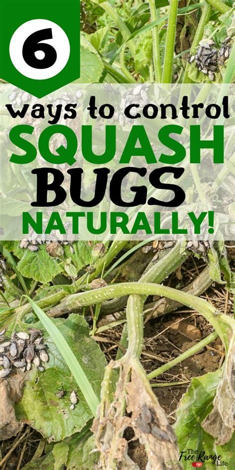 Ways To Get Rid Of Squash Bugs In Your Garden Naturally In