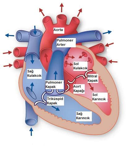 Kalp Anatomisi Temel Bilgiler Prof Dr Cem Yorgancıoğlu