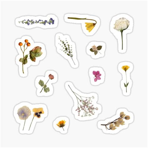 Minimalistic Pressed Flowers Sticker Set Sticker For Sale By Kureumi