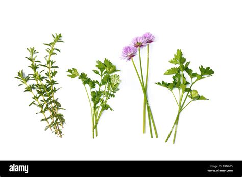 Thyme Parsley And Shives Isolated On White Background Stock Photo Alamy