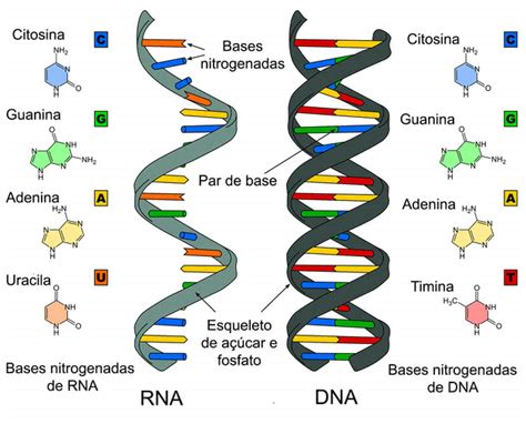 Qual A Diferen A De Dna Para Rna Justifique Anatomia Humana I