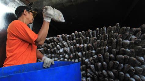 Melihat Ikan Hasil Tangkapan Nelayan Indramayu Melimpah