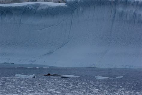 Antarctic minke whale - Whale & Dolphin Conservation Australia