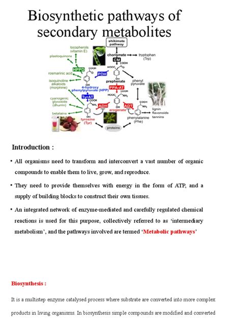 Biosynthetic Pathways Of Secondary Metabolites Pdf Metabolism Biosynthesis