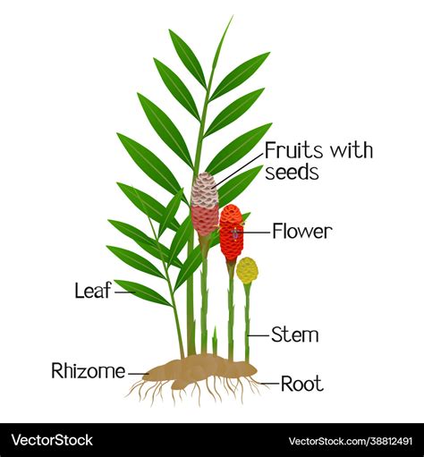 Ginger Flower Anatomy