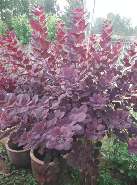 Cotinus Coggygria Royal Purple Smokebush CHINESE EXPORTER