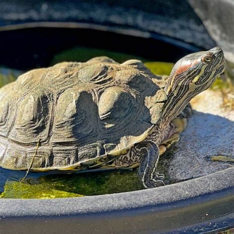 Red ear slider Turtle - The San Diego Animal Sanctuary and Farm™