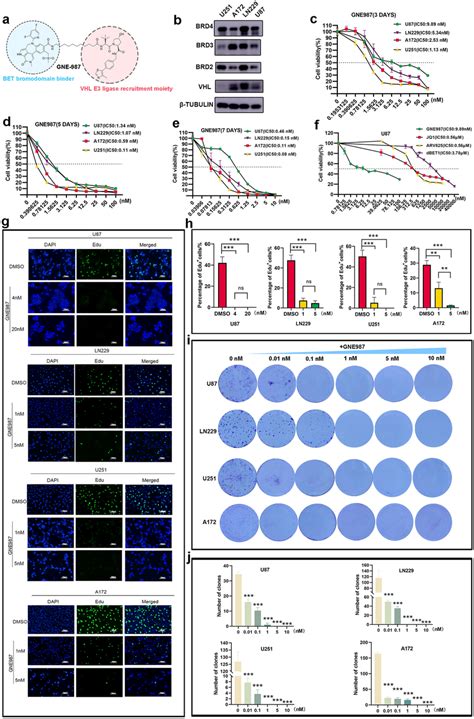 Gne987 Damages The Viability Of Gbm Cells And Inhibits Cell