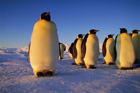 emperor penguin characteristics height habitat diet facts