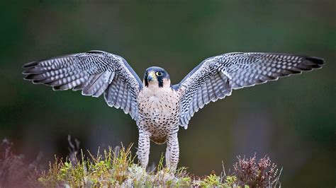 Endangered Birds List Endangered Bird Species