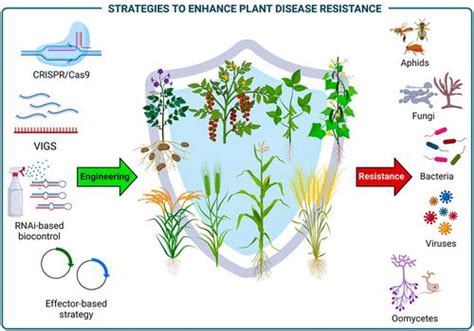 engineering plant immune circuit walking   bright future