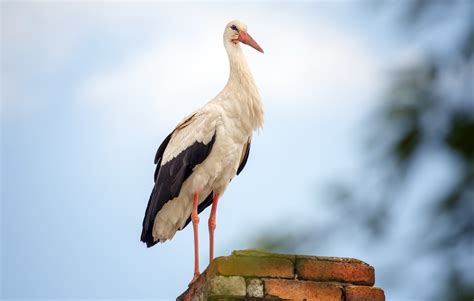 Stork Hd Wallpapers