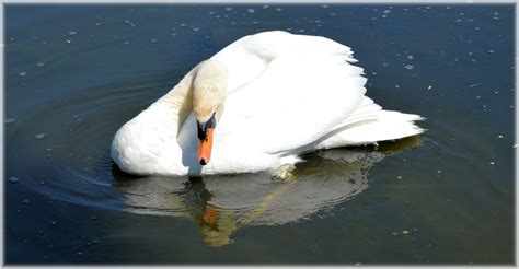 im beautiful  stock photo public domain pictures