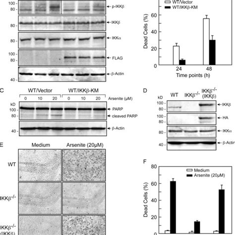 Evidence For The Involvement Of The Ikk Nf B Pathway In Mediating