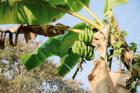 Banana on tree in farm stock image. Image of green, closeup - 155793145