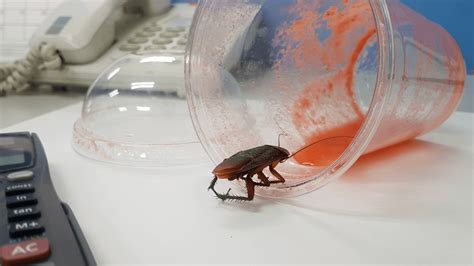 Common Pests Found In The Workplace Environet Pest Control