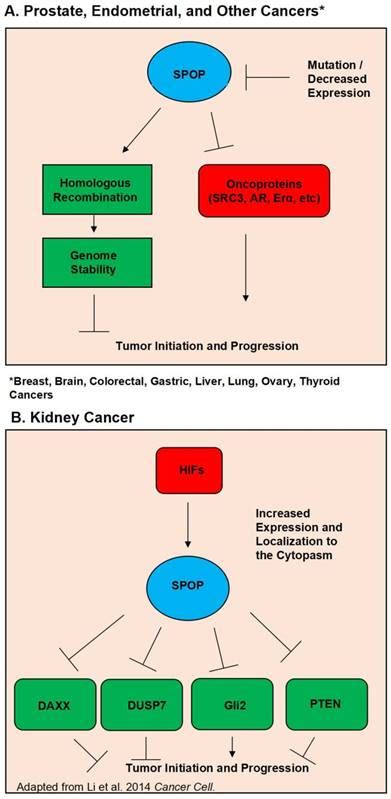 Functional Roles Of Speckle Type Poz Spop Protein In Genomic Stability