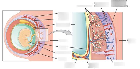 Placenta Diagram Diagram Quizlet