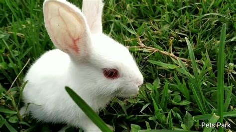 Baby Bunny Eating Grass In Field Asmr Youtube