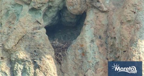 За първи път в България: Египетски лешояд, отгледан на затворено, с ...