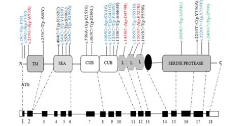 Schematic Representation Of The Tmprss Gene And Location Of