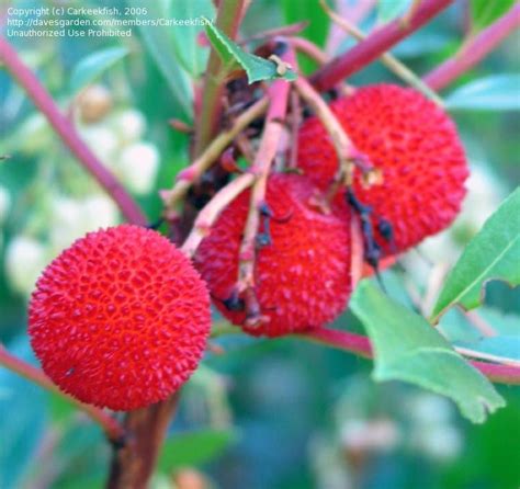 Plantfiles Pictures Killarney Strawberry Tree Strawberry Tree