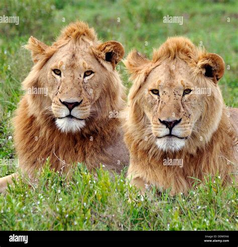 Lions Hi Res Stock Photography And Images Alamy