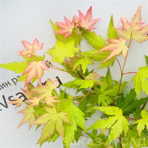 Купить клён веерный Оранж Дрим - саженцы с доставкой