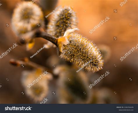 Atmospheric Shot Flowering Pussy Willow Growing Stock Photo 2182761639 Shutterstock