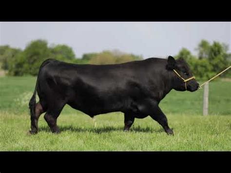 Fuck This Object Detection Dataset By LSD Cow