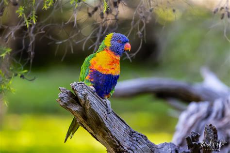 Rainbow lorikeet - Birds of Australia