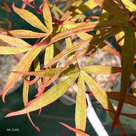 Acer Palmatum Nc Red Rable Du Japon Palmatia Plantes